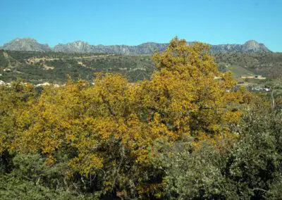 PenaGatoPanoramica1