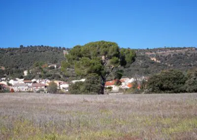 PinoReduena2