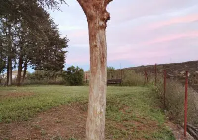 Arbol para jirafa