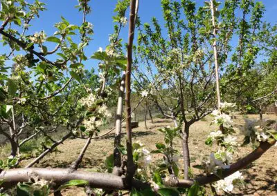 Arboreto