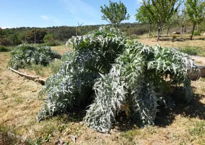 Alcachofas
