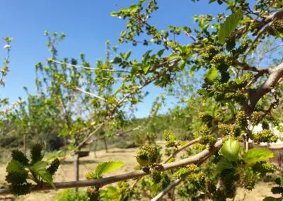 Arboreto