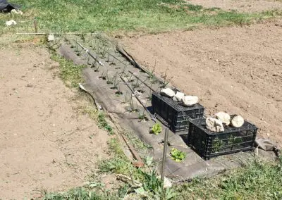 Huertos comunitarios