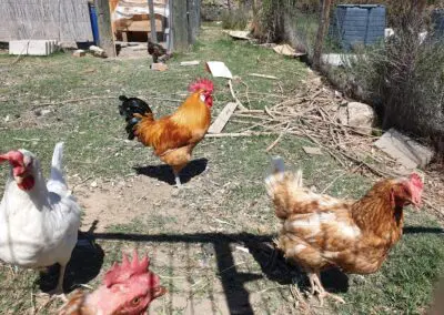Gallinas y gallo