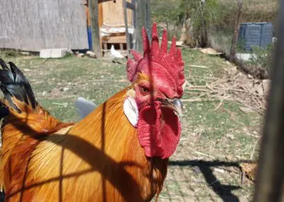 Gallo