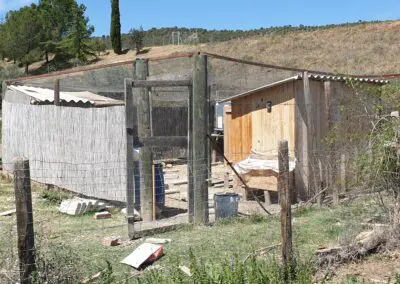 Gallinero