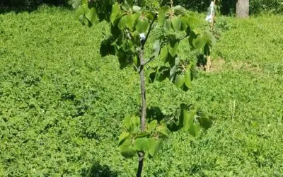 Día del Árbol 2024 en Redueña