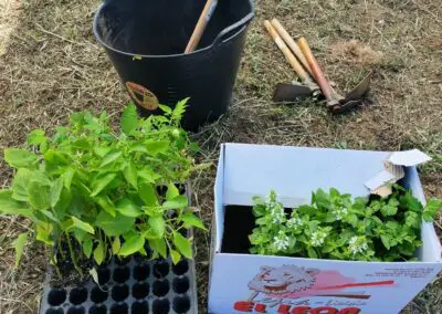 Plantas.