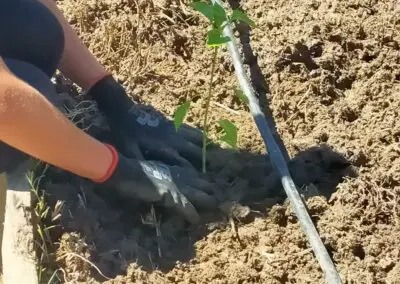 Proceso de plantación.