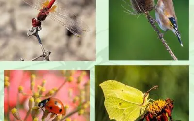 Actualidad 13 Taller de plantas auxiliares para la fauna silvestre