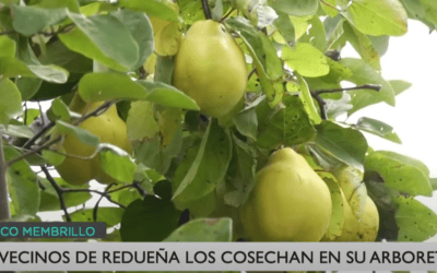 Prensa 10 Telemadrid, en la recogida del membrillo de Redueña