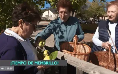 Actualidad 9 Telemadrid y La Cosecha del Membrillo