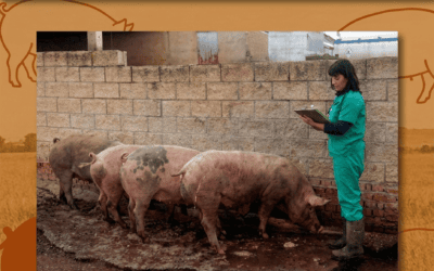 Campaña de Matanza Domiciliaria de Cerdos: Normativa y Seguridad Alimentaria