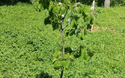 Desarrollo local 10 Día del Árbol 2024 en Redueña