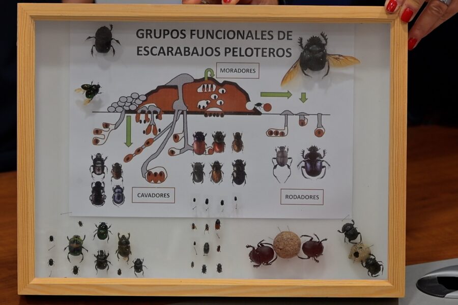 peloteros